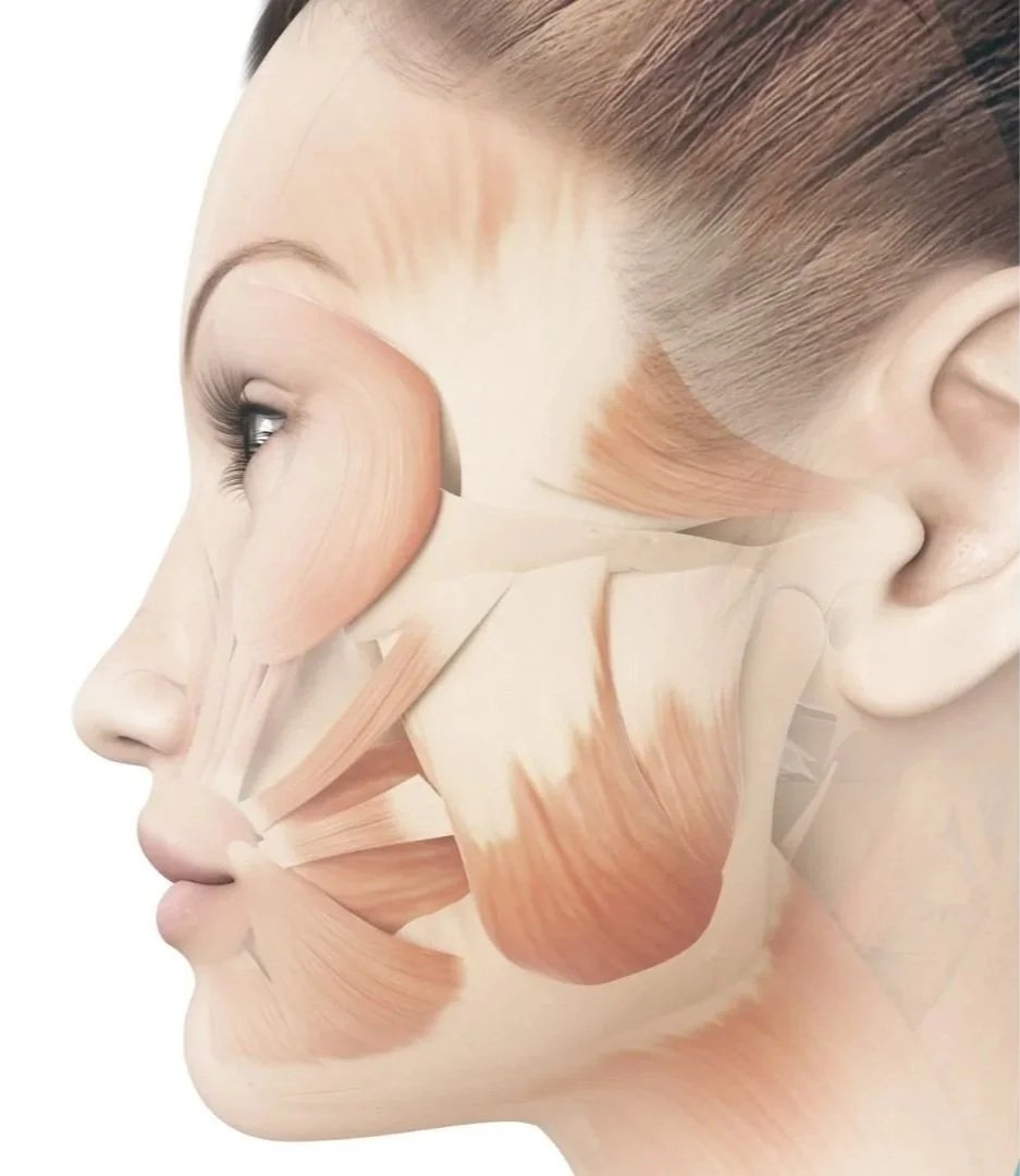 A side-profile illustration of a woman's face appears against a white background. Several peach and cream muscle-like bands are shown over the cheek, jaw, mouth, and temple, with the eye, nose, lips, and ear still visible. The hair is pulled back.