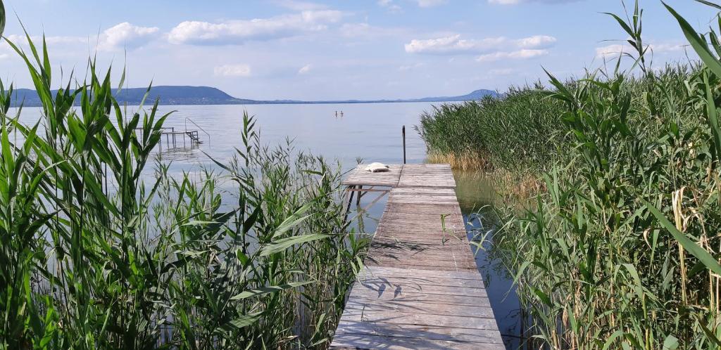 Nádas között fa stég vezet a nyugodt tó vizébe.