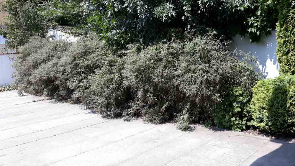 A dense, low hedge with thin gray-green branches runs along the edge of a paved area. Taller leafy branches form a canopy above it, and a white wall is visible behind the vegetation. Rounded green shrubs stand at the right edge of the frame.
