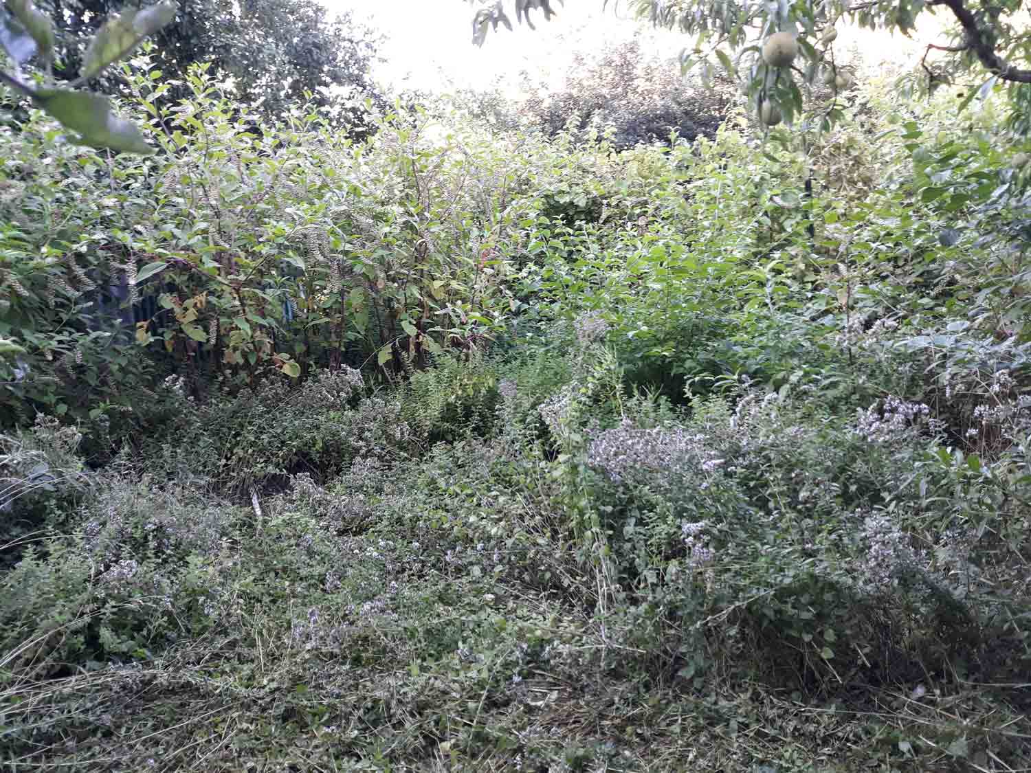Dense leafy plants, tall weeds, and tangled stems fill the frame. Pale clustered flowers are visible across the lower and middle portions, and broad leaves hang from branches near the top. The background is shaded by additional foliage, with no buildings or people visible.