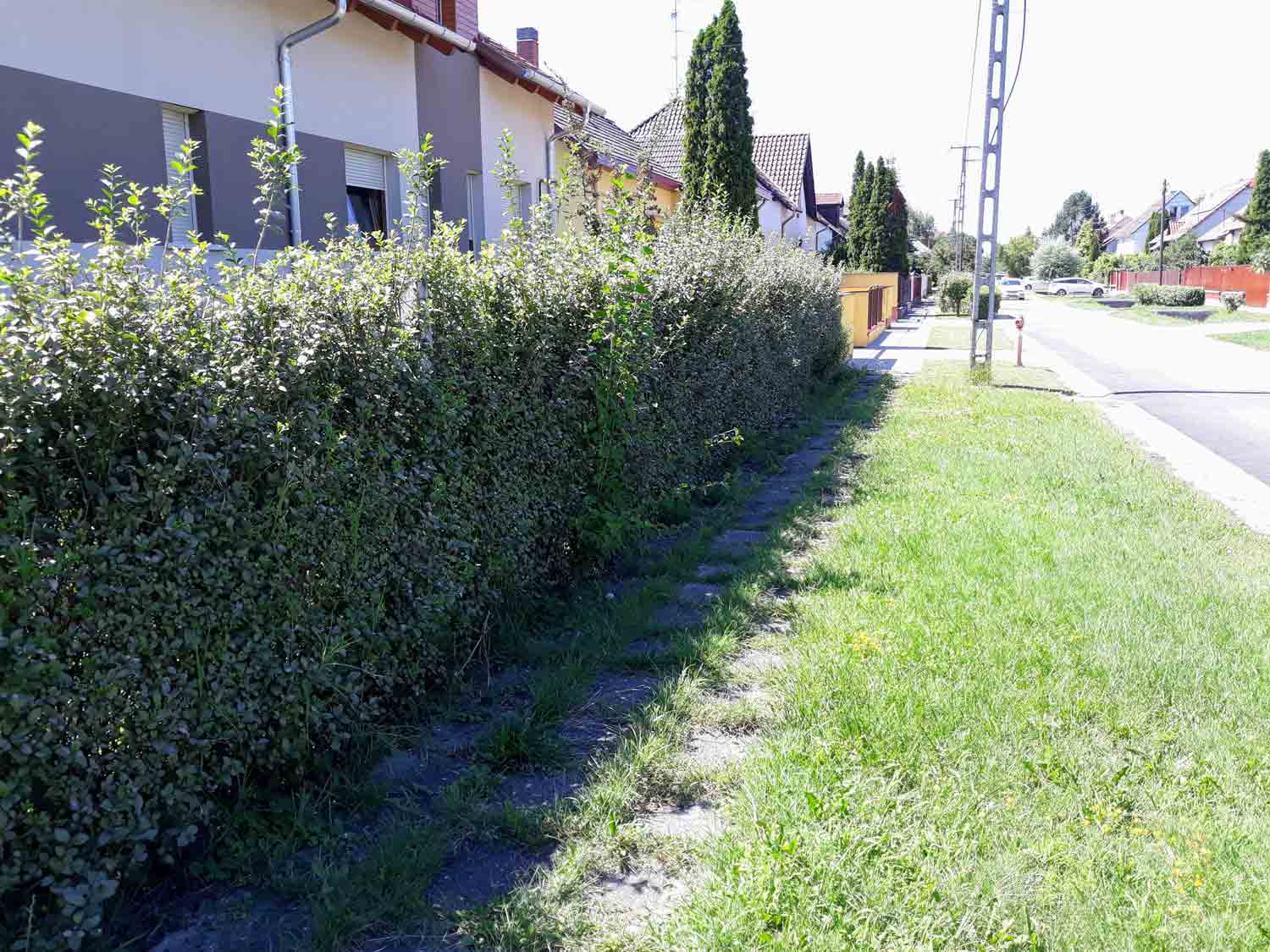A tall dense hedge runs beside a residential sidewalk. Houses, narrow front paths, and several upright conifer trees are visible behind it. A paved road and utility poles extend into the distance on the right.