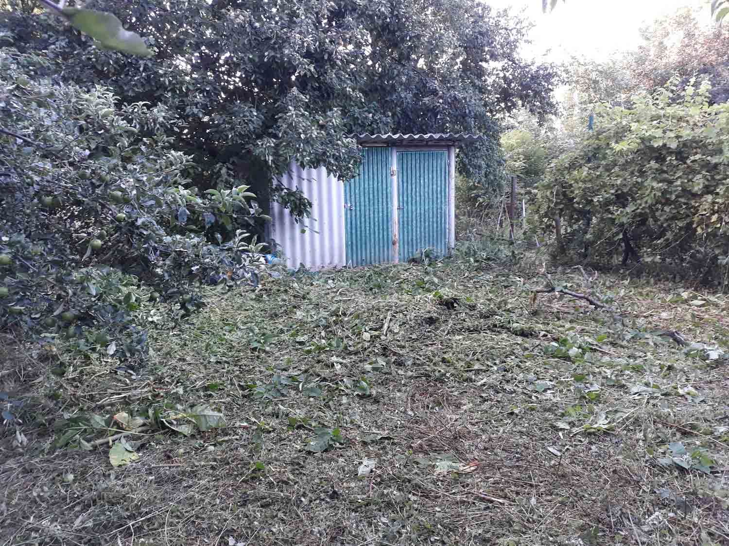 A small corrugated metal shed with green double doors stands in the center of the image. Dense leafy trees and shrubs surround it on both sides and above. The ground in front is covered with cut branches and plant debris.