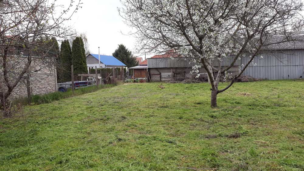 Short cut grass and clippings cover the foreground. A tree with pale blossoms stands near the right side. Fences, a gray corrugated structure, and a blue-roofed building appear behind it.