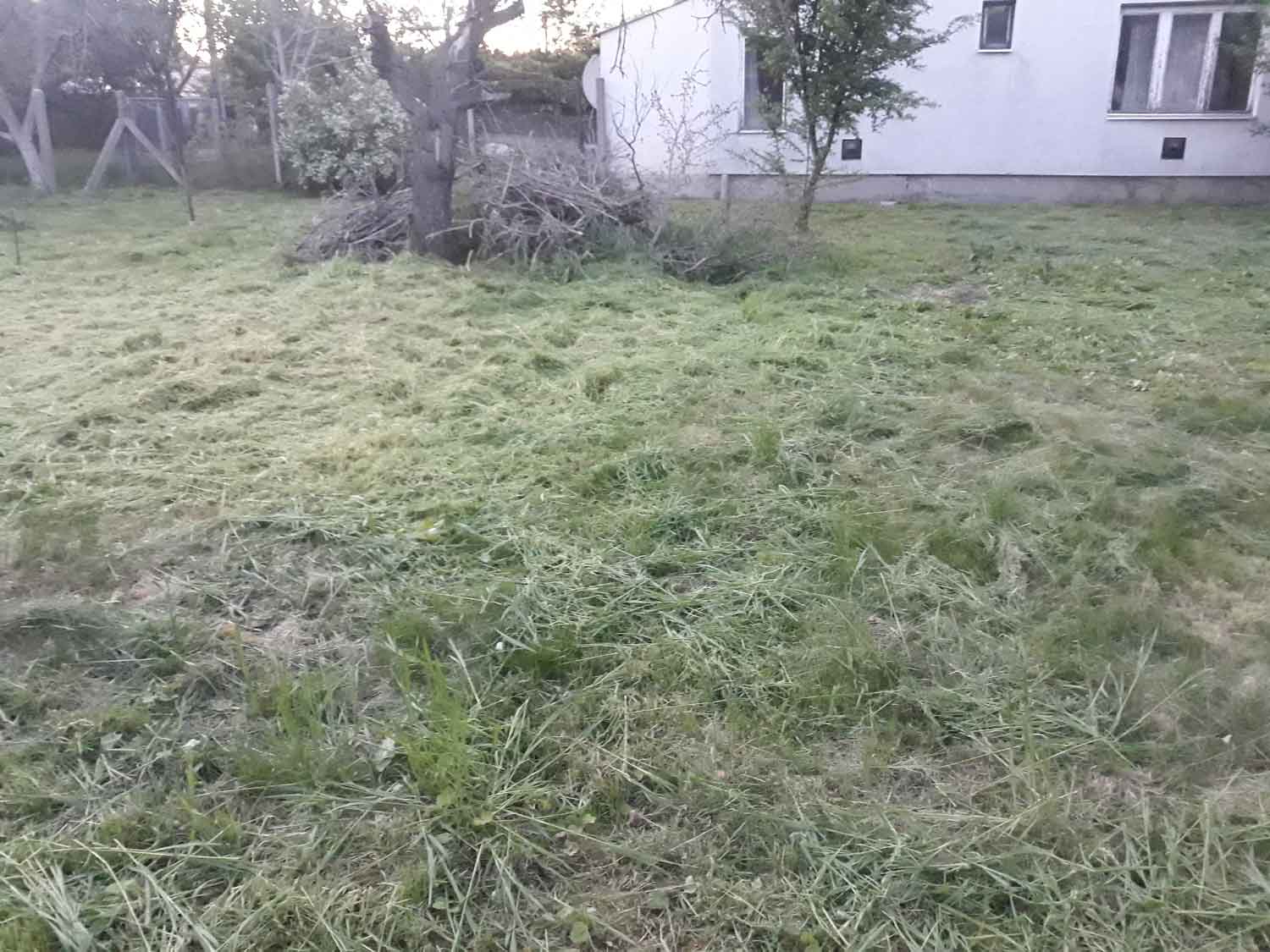 Short cut grass and clippings cover the foreground and yard. A pile of branches lies beside a mature tree near the center-left. A white house, fence, and additional trees occupy the background.