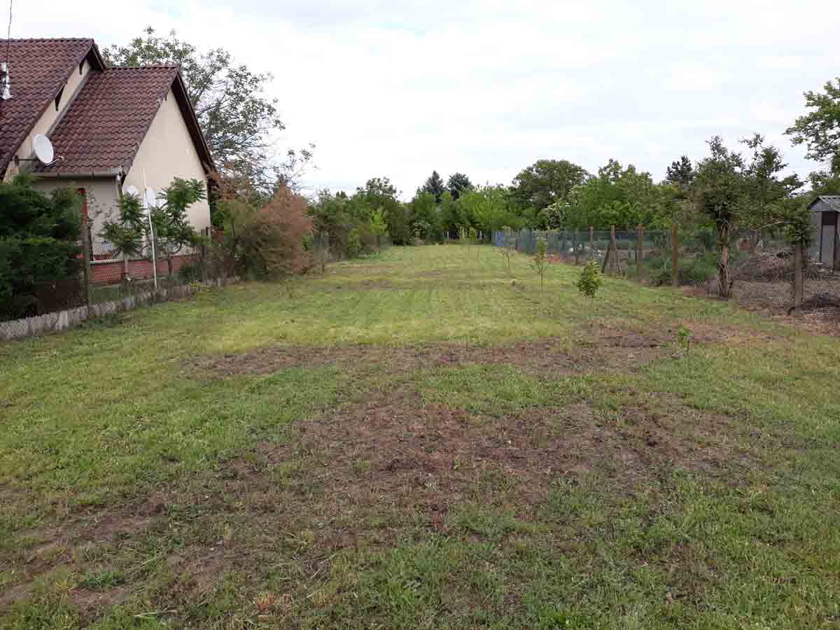 An open yard has short mowed grass with several exposed soil patches. A house with a red tiled roof borders the left side, and wire fencing, trees, and a small shed-like structure line the right side. Young plants are spaced across the yard.