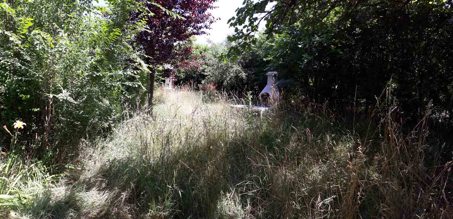 A wooded garden contains tall dry grass and dense leafy vegetation. Strong sunlight falls across the grass while much of the right side remains shaded. A pale vertical structure is partly visible among the plants near the center-right.