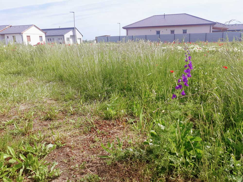 An expansive grassy lot is filled with tall weeds and wildflowers. Several detached houses and gray fences line the background. A flattened strip runs through the lower foreground.