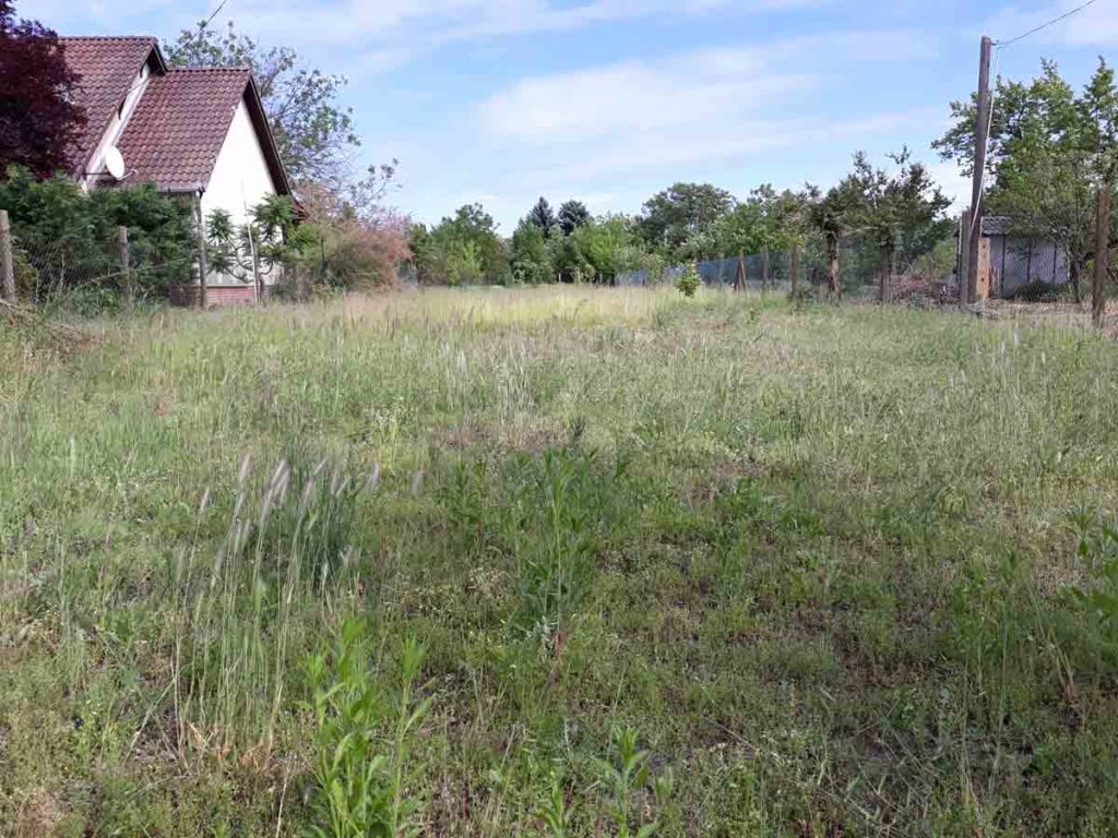 An expansive yard is covered with tall grass and weeds. A red-roofed house is visible at left, and wire fencing with trees and a small shed-like structure spans the right side. The view includes a blue sky and a broad grassy foreground.
