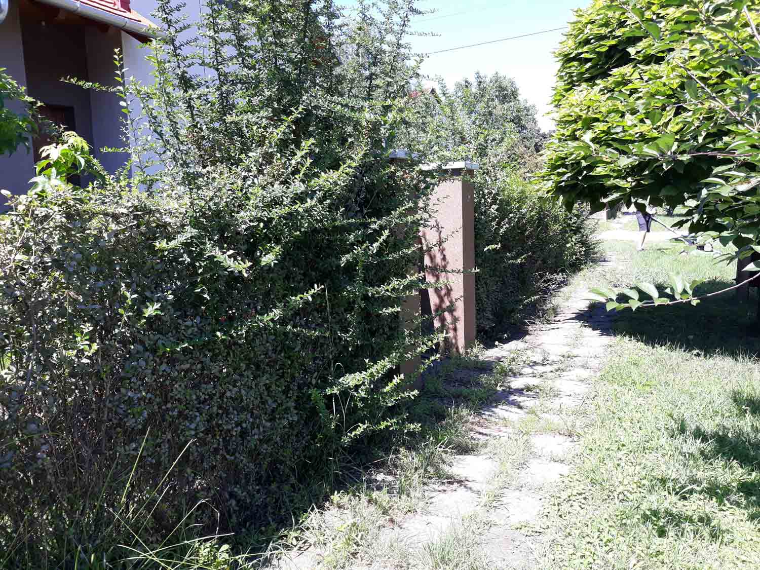 Dense shrubs and hedges fill a residential garden beside a narrow stone path. A brown vertical gate or fence panel stands near the center, with a house wall on the left. Trees and a sunlit lawn are visible deeper in the garden.