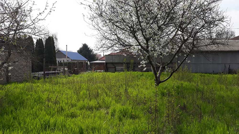 Tall bright green vegetation covers the foreground of the lot. A flowering tree with pale blossoms stands near the right side, with a gray corrugated structure behind it. Fences, conifer-like trees, and roofs of neighboring buildings are visible in the background.