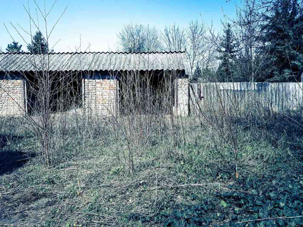 Tall dry grass and many thin leafless stems fill the foreground of an open yard. A low structure with a corrugated roof and brick pillars spans the middle of the scene. A pale fence, evergreen trees, and a clear blue sky are visible behind it.