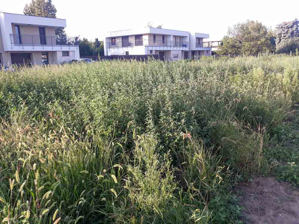 Tall mixed grasses and weeds fill the foreground and middle ground. Several modern white flat-roofed houses with balconies stand behind the vegetation. Trees line the background, and a narrow bare path is visible along the lower right edge.