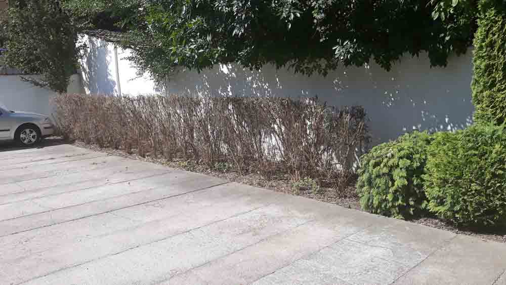 A row of heavily cut, mostly bare shrubs follows a white wall beside a broad paved driveway. A light-colored car is partly visible at the far left. Green shrubs occupy the right foreground, while leafy branches cast shadows across the wall.