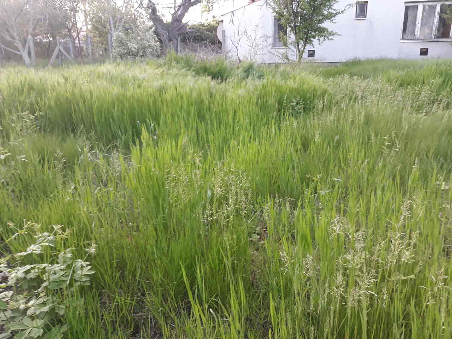 Dense tall green grasses and weeds fill almost the entire foreground. A white house with several windows and a low gray foundation is visible along the upper right. Mature trees and a fence appear behind the vegetation.