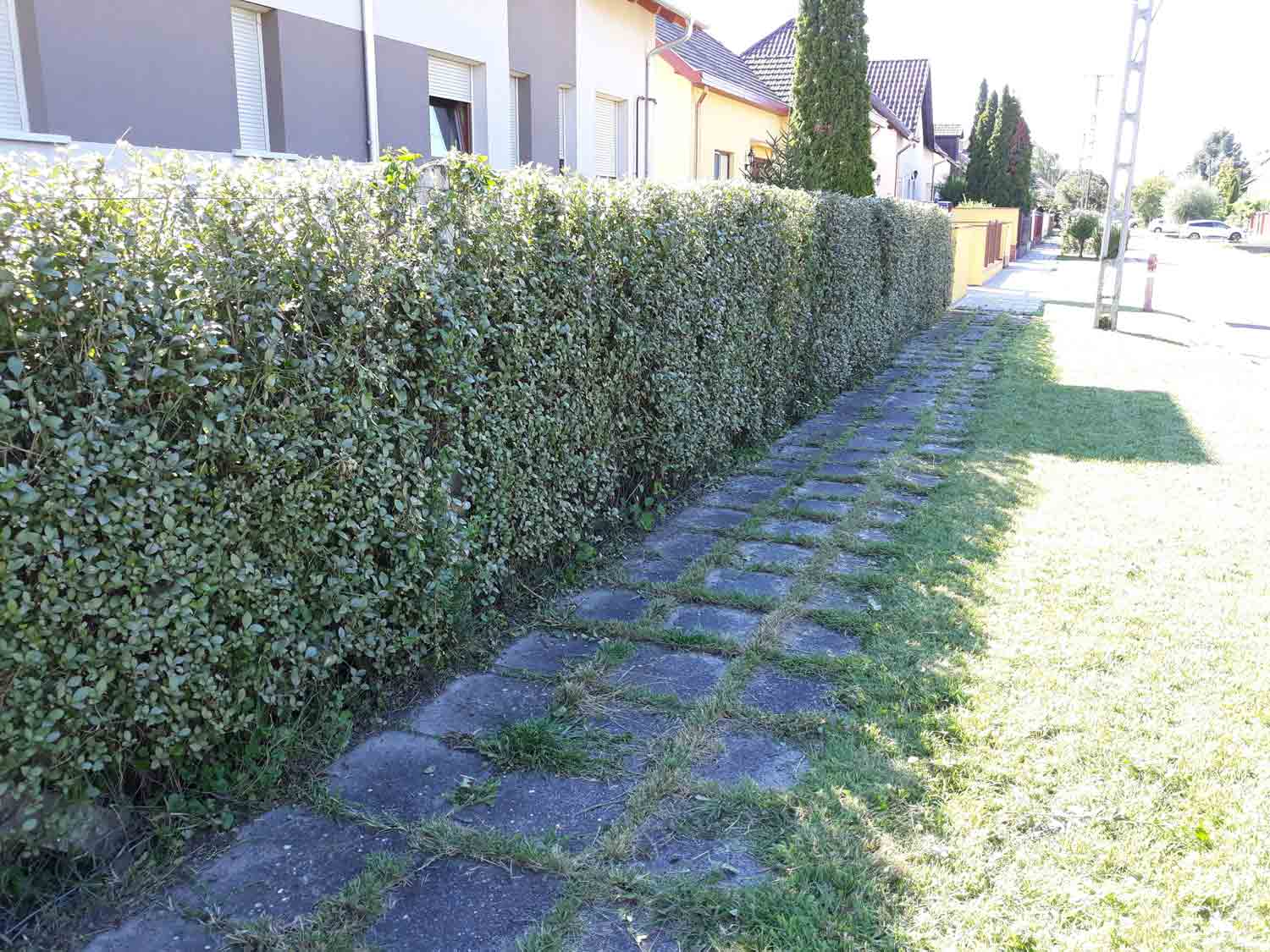 A dense hedge has a straight, squared top along a residential property. Irregular stone slabs form a path beside the hedge, leading toward a sidewalk and gate. Houses, conifer trees, a utility pole, and a red post are visible in the background.