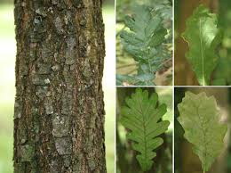 Grid of bark and green leaves; detail src-0264