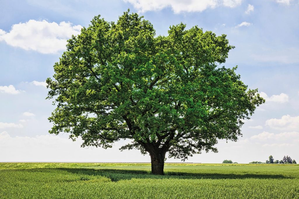 Single leafy tree centered in a green field under a blue sky.