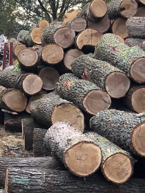 Stack of cut logs showing many circular ends and bark textures.